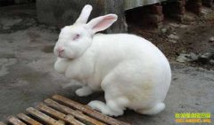 ������׬Ǯ��̡����ֳЧ�漰��ֳǰ��