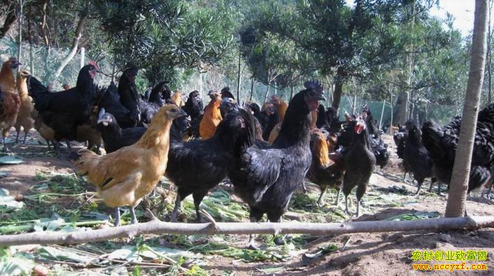 �ںڼ���ֳͼƬ