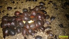 �ӱ�޻����ʿ����ֳ��Ԫ��·�������