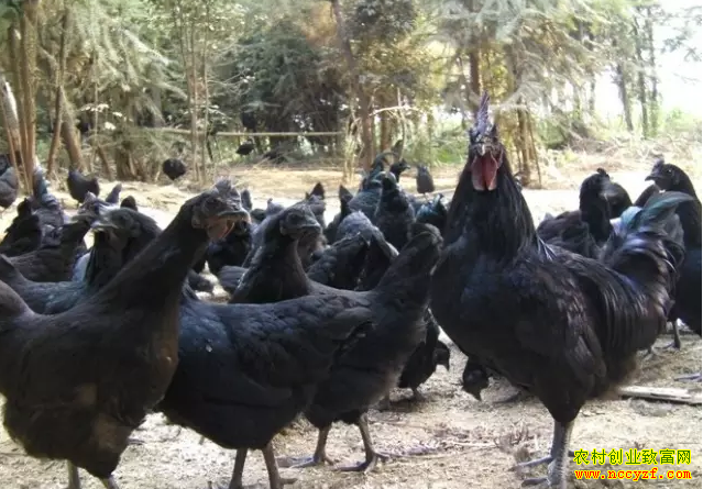 ɽ����Ұ��ѧ����ʿ����ֳ��ڼ����統����