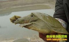 �¸��ð���������Ӧ��³������Ȫˮ������Ч���