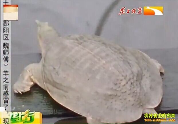 �������ݵ���̨¢������ֳ�¸�������Ƶ�������ܣ��������조�ݡ���Ȫ