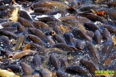 [ũ�����]ԥѡ�ƺ�������ֳ������Ƶ