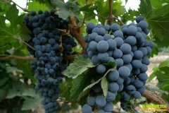 [ũ�����]�½�����������༼����Ƶ