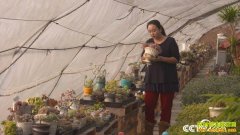 [��ɫʱ��]����ֲ����ֲǰ�����г�����