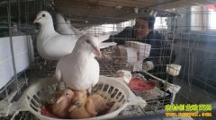 ������׬Ǯ�𣺺������찲���Ƿ���ֳ�����׬10����