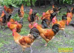 �Ĵ��������΢������ �����ɳ�ɽ����