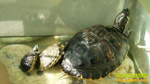 �����쳤�쳤��ũ��������׬40��