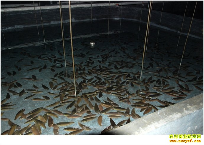 ��Ŀ����ֳ