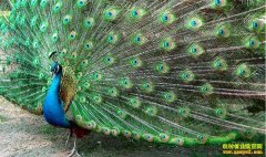 ɽ����Ұ�������ֳ����ȸչ�����¸�����