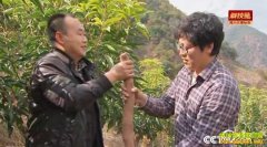 [�Ƽ�Է]�Ĵ���֦�����ų���ɽҩ��ֵ��