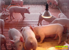 �ӱ�¬���������������������¸�