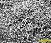 �����ϴ�������̬��ֳ�ڰ���Ч���