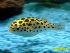 [ÿ��ũ��]̲Ϳ����ֳ�ջƺ����׬Ǯ