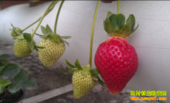 ������������ֲ���в�ݮ���¸�