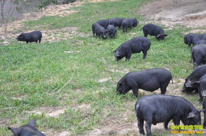 ɽ���������ʤ����������1����������50Ԫ