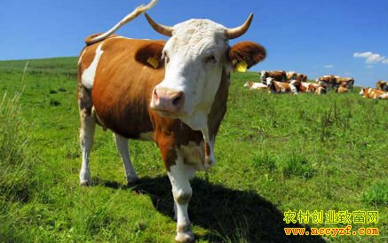 ����Ԥ��ţ��