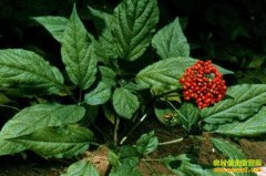 �����˲���ֲҵ����ǧ��Ԫ��ҵ����