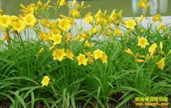 �ຣ��ԭ�ͺ�����������ũҵ����