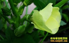 ������ֲ��������������ֲ����Ҫ��