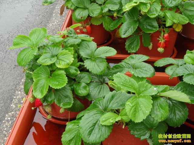 ��̨��ֲ��ݮ