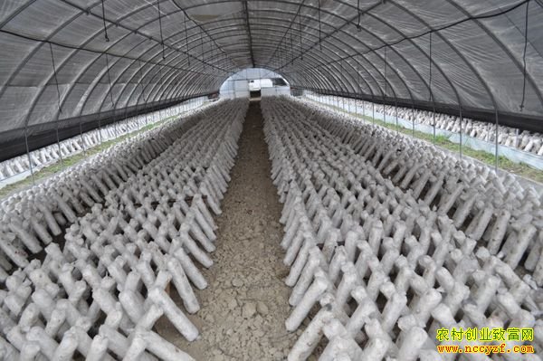 ��������������Ģ����ֲ����ũ���¸�·