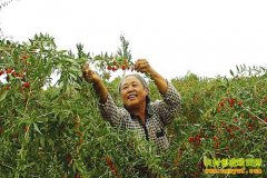 ���ɹ�������ǰ���ȷ�����ֲ������������