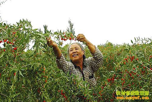 内蒙古乌拉特前旗先锋镇种植枸杞托起大梦想