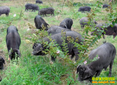 �ӱ��ų�����Ӣ��ֳ�������Ϸ����¸�·