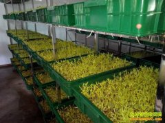 [ũ�����]ѿ���΢��������������Ƶ