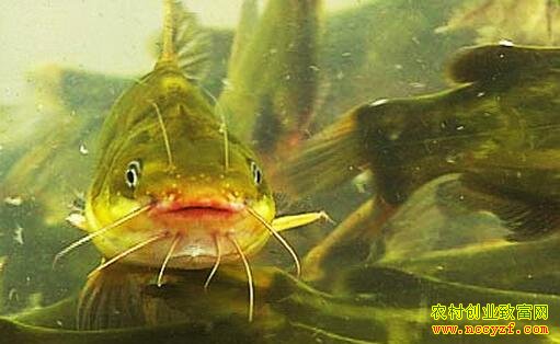 �����������Ч���һĶ��׬һ��Ԫ