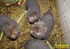 �������ֳǰ����Ч����ô����