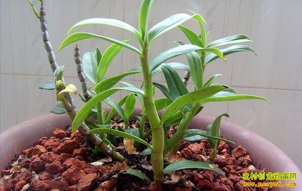 �¸��õ��ӣ�������Ƥʯ������������