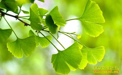 ֻҪ��Ҷ��Ҫ������ҩ��������һĶЧ�����Ԫ