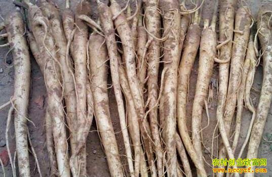 �۹���ֲ�ɱ���Ч��������ֽ۹�׬Ǯ��