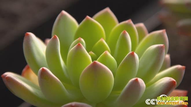 ����ֳ��߼۶���ֲ��