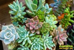 ����ֲ���г��𱬣����Ͷ�ʶ������׬Ǯ��