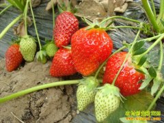 [ÿ��ũ��]��������ǰ�Ŵ忿��ݮ׬Ǯ������