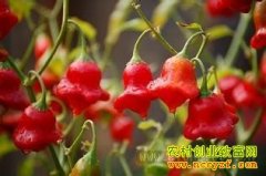 ��ֲ��������׬Ǯ�𣺹���������ֲǰ����