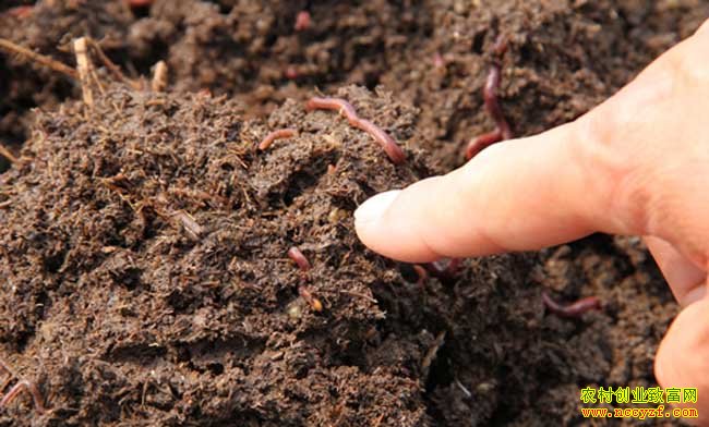 �����ֳ�¸�