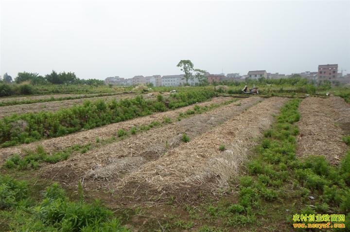 �����ֳЧ��