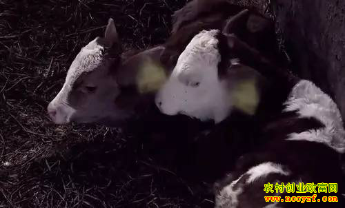 �������������ţ