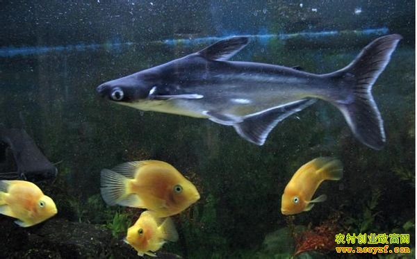 ��������(��â)ͼƬ