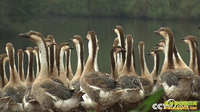 [�¸���]�Ĵ�����֣Ӣά�������