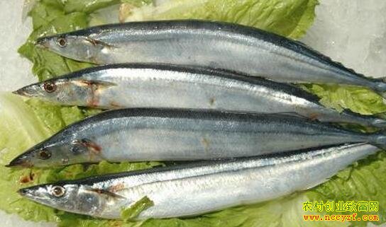 [ÿ��ũ��]�������� ����С�ĵ������۸�