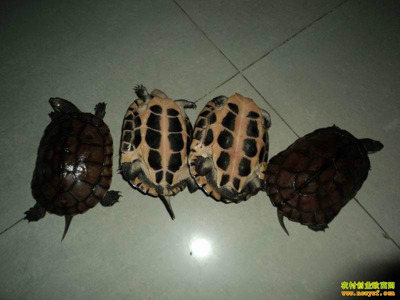 [�۽���ũ]ʯ����ֳ�ȱ��������