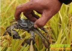 ��ô�ڵ������з�������з��ֳ����