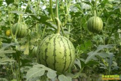 ����������ѧ�������������ֲ��ƷС���ϴ���һ���¸�·