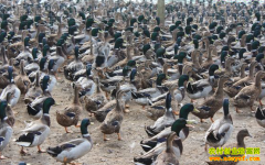 �Ĵ��봨����Ѽ��������������Ѽ�¸���