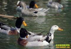 [ÿ��ũ��]������ˮ��ɽȪˮ����Ѽ��ֻ����׬Ǯ